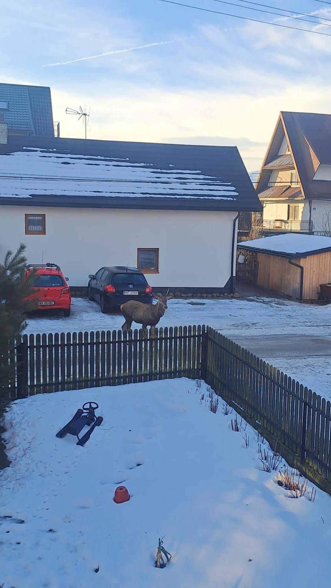 Majkowiczowka * Czorsztyn